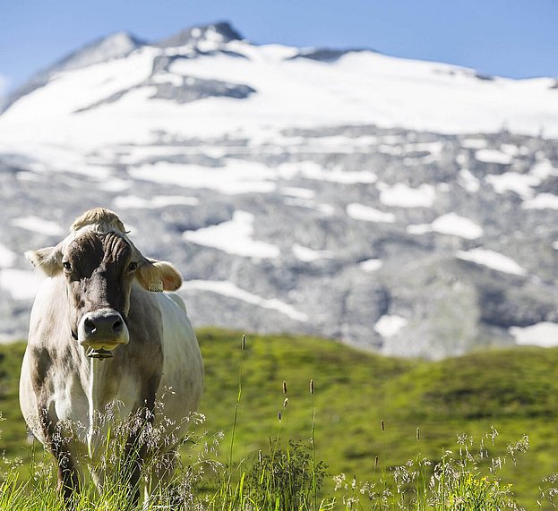 Kuh auf Almwiese vor Gletscher