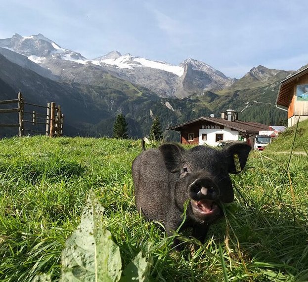 Ferkel auf der Bichlalm