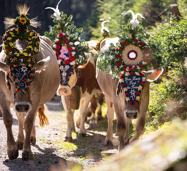 Almabtrieb in Hintertux