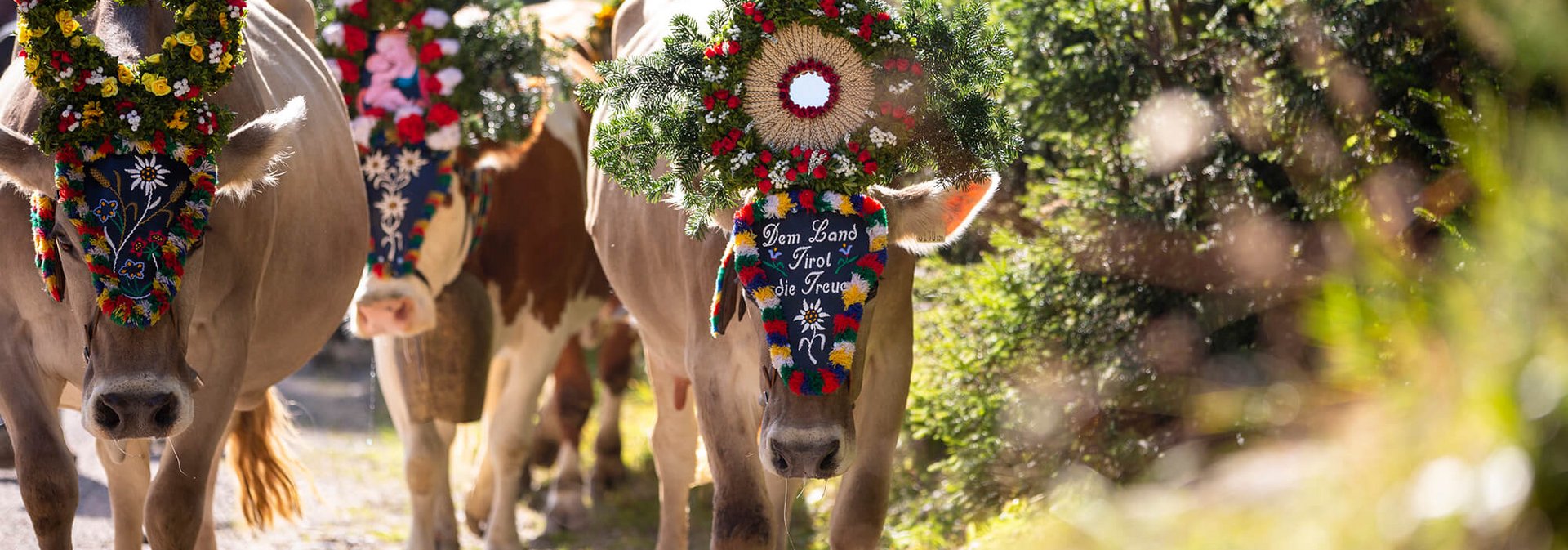 Almabtrieb in Hintertux Almabtrieb in Hintertux
