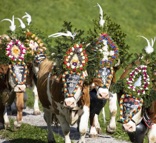 Geschmückte Hühe beim Almabtrieb in Tux